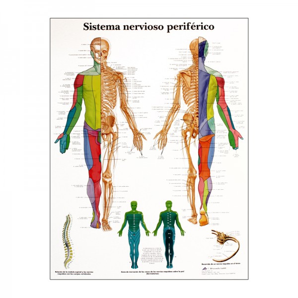 Tableau d'anatomie : système nerveux périphérique